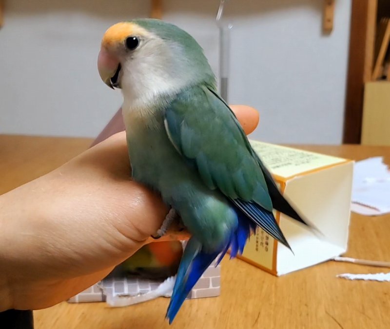巣作りと発情はどうつながっている？
