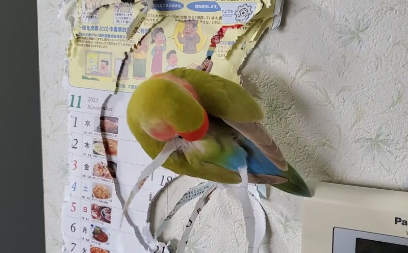 コザクラインコの巣作りではどんな行動をする？