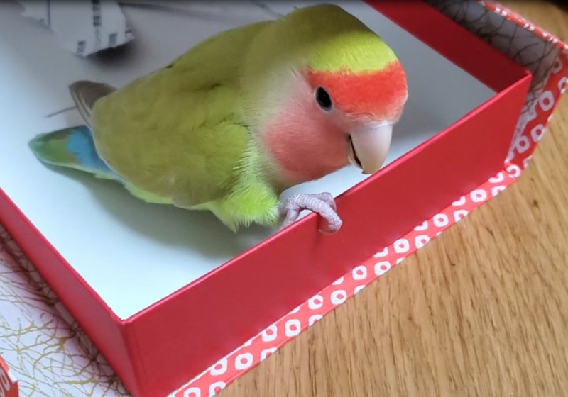 さくらちゃんはいろいろな狭い場所へ入っていく