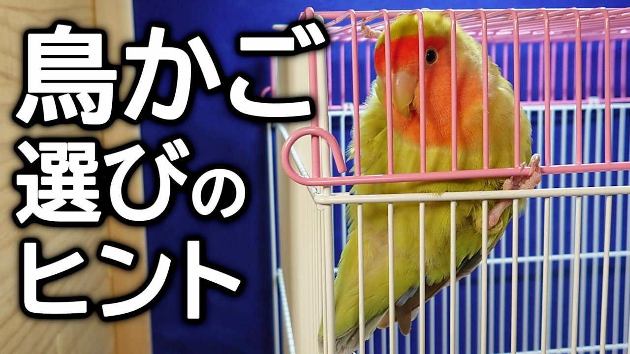 インコのケージの選び方｜サイズ・種類・掃除のしやすさと失敗しないポイント