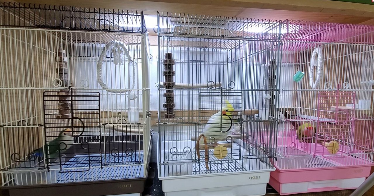 インコのケージは何を基準に選べばいい?